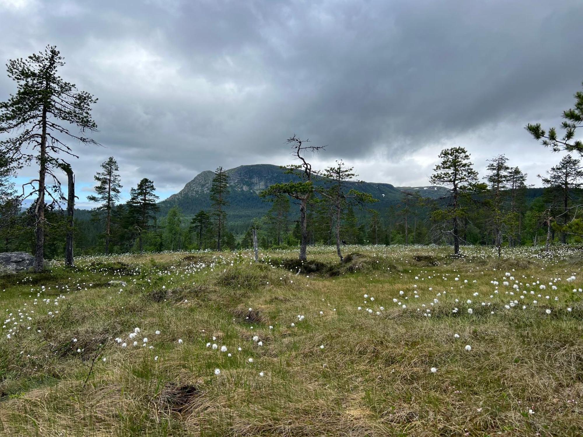Sveheim - With An Amazing View * Flå